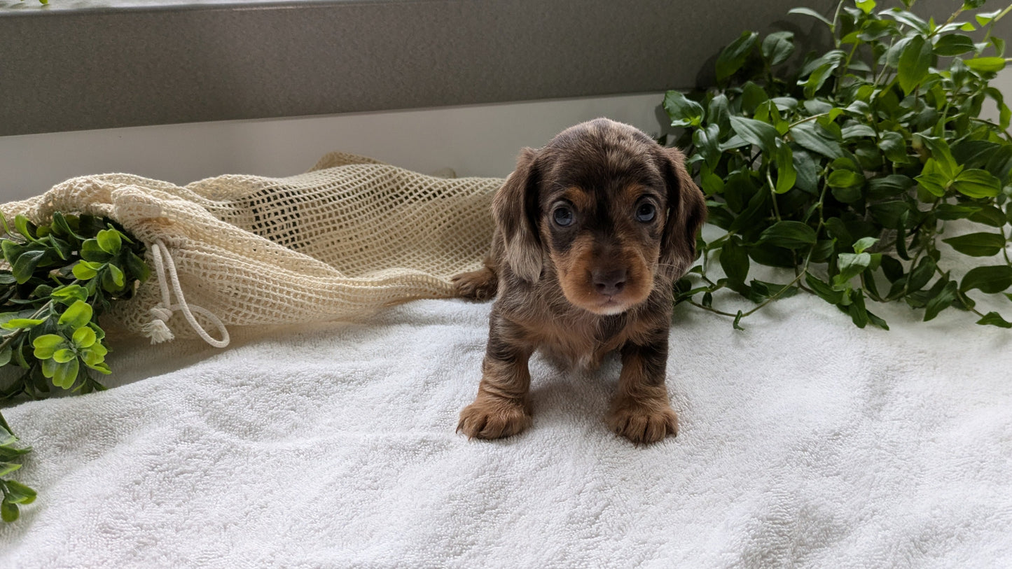 MINI DACHSHUND (01/27) FEMALE