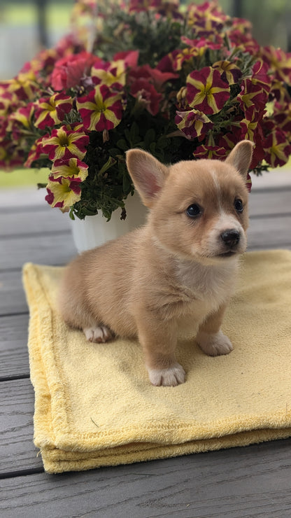 CORGI (06/02) MALE