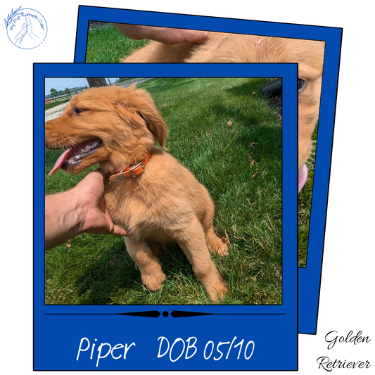 GOLDEN RETRIEVER (05/10) MALE