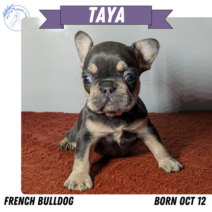 FRENCH BULLDOG (12/21) FEMALE