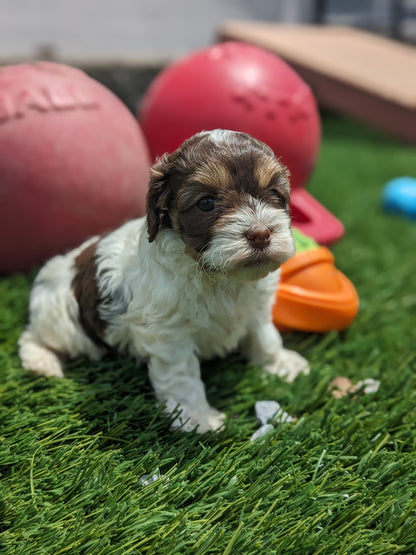 COCKAPOO (05/02) FEMALE