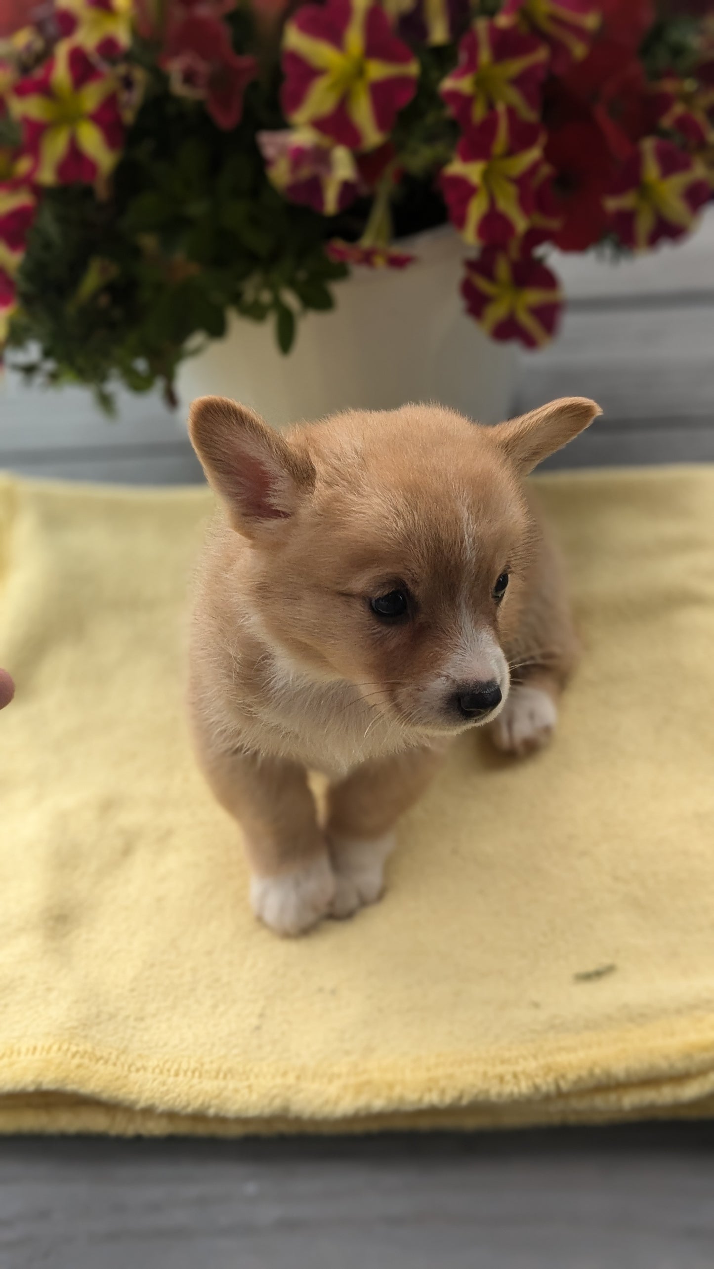 CORGI (06/02) MALE