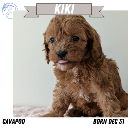 CAVAPOO (12/31) FEMALE