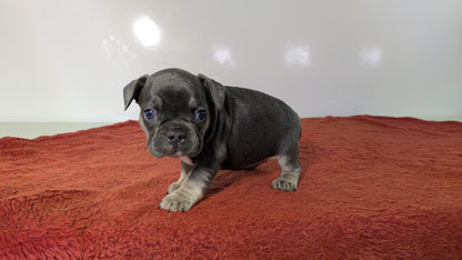 FRENCH BULLDOG (12/21) FEMALE