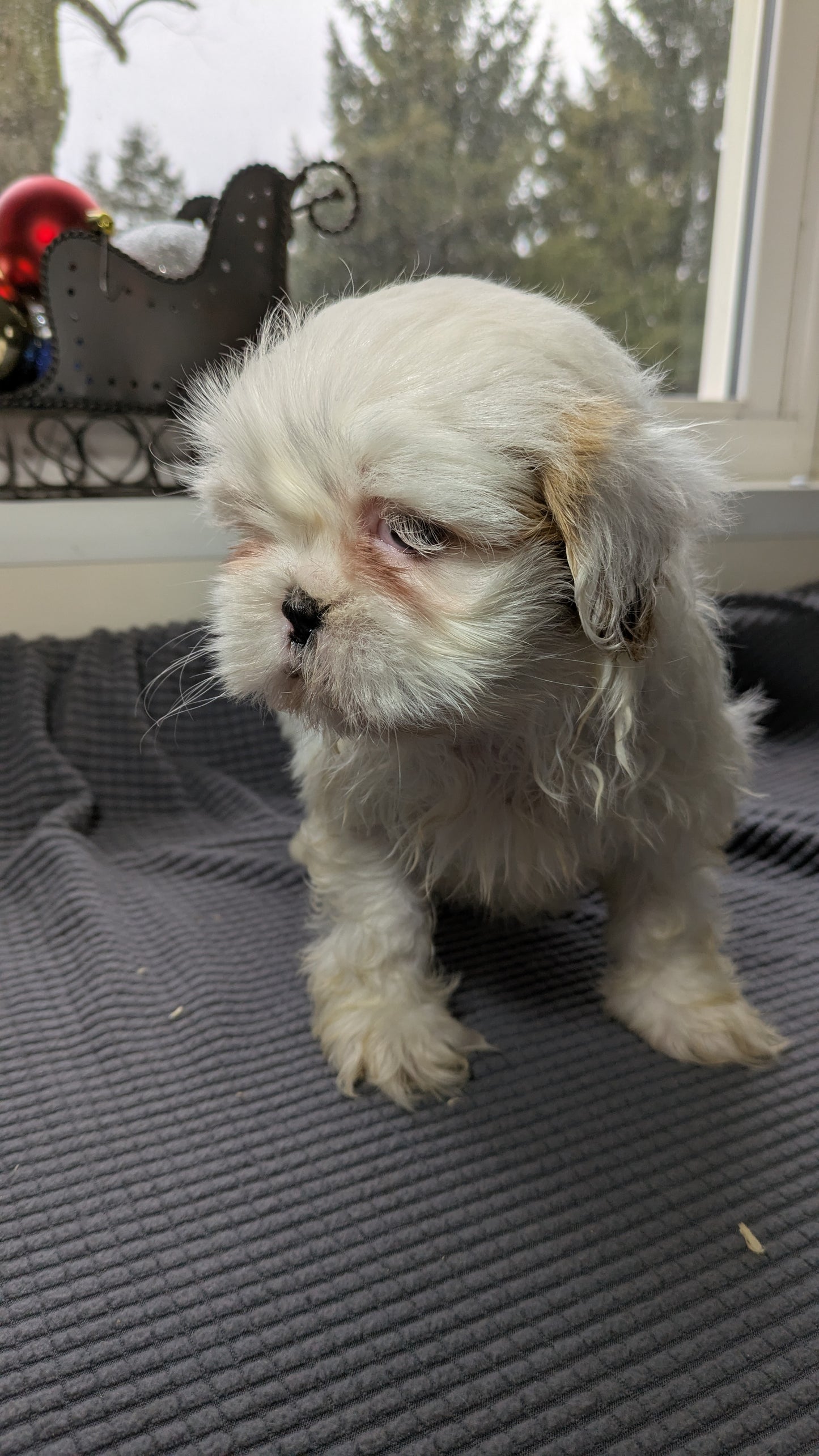 SHIH TZU (10/30) FEMALE