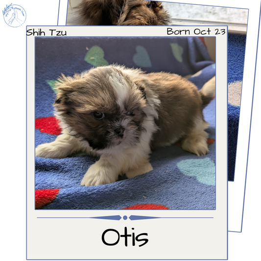 SHIH TZU (10/23) MALE