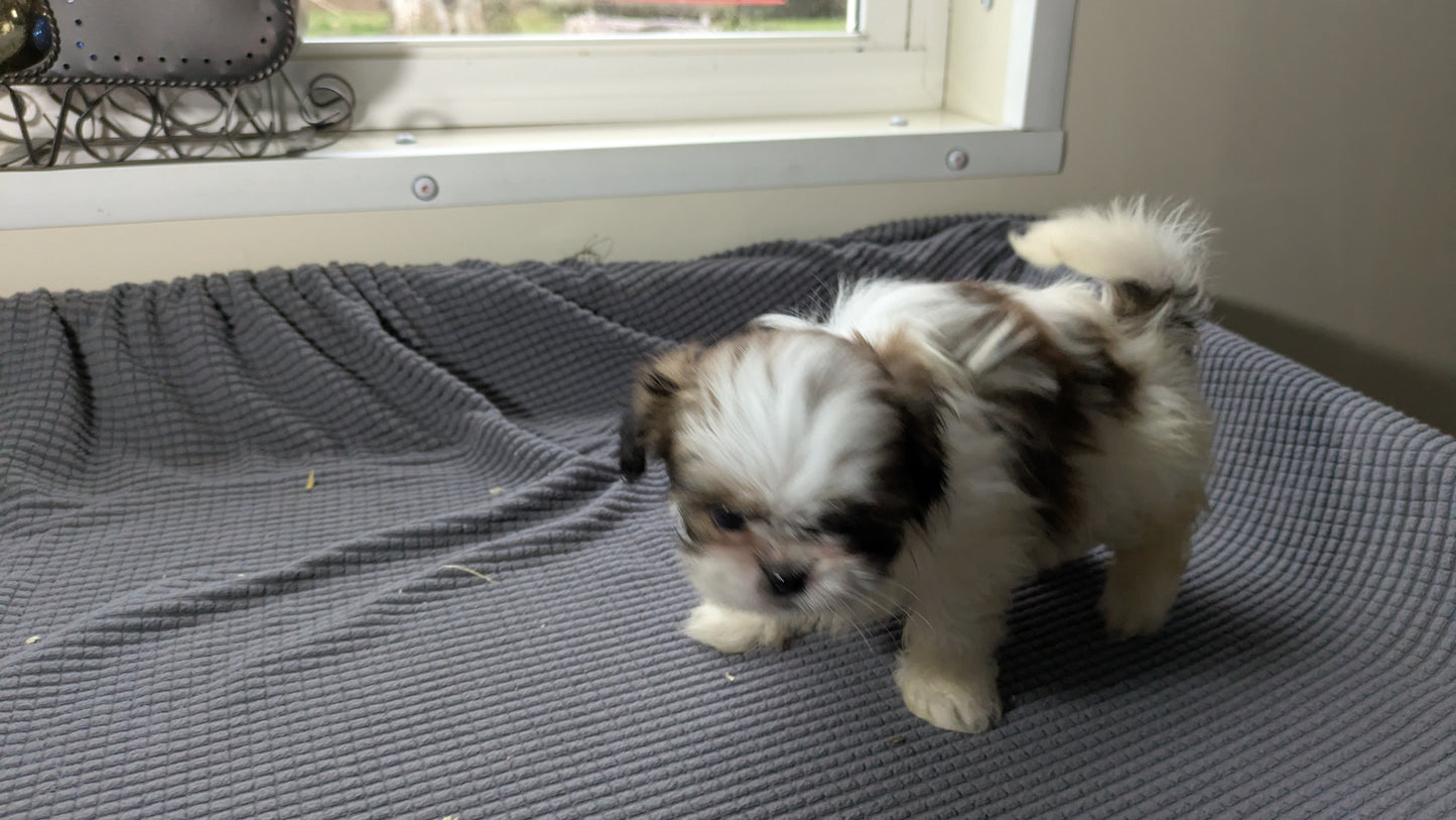 SHIH TZU (10/30) MALE