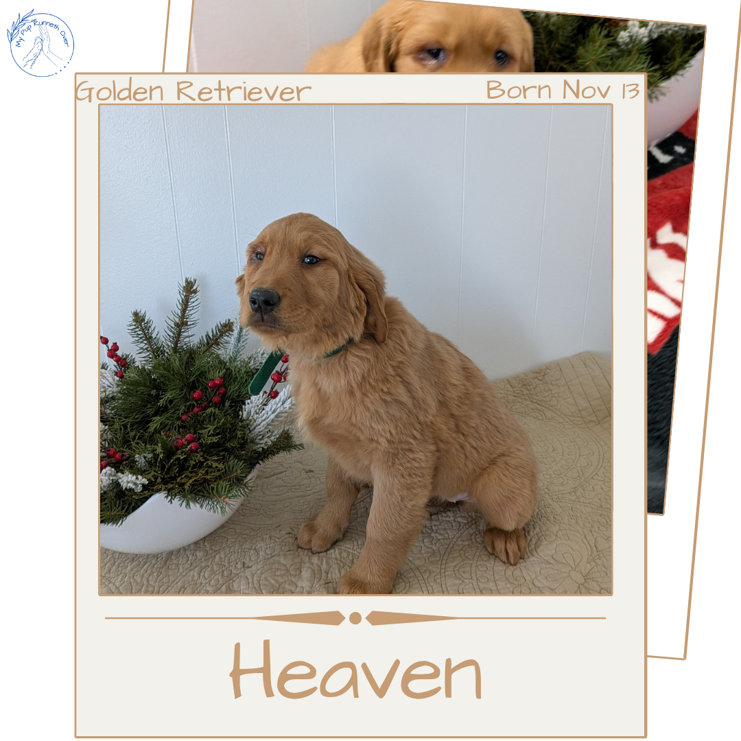 GOLDEN RETRIEVER (11/13) FEMALE