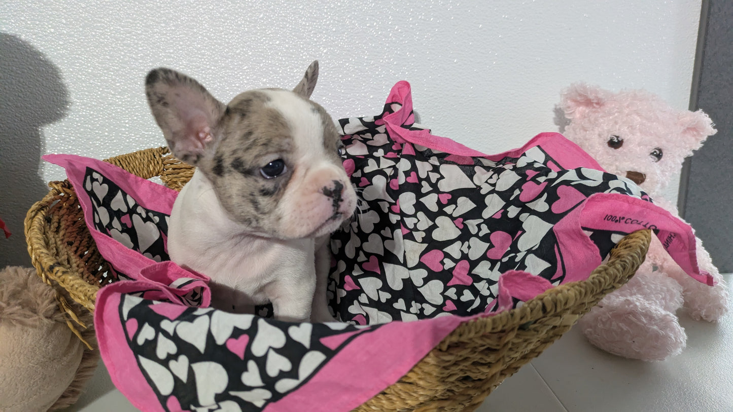 FRENCHTON (12/24) FEMALE