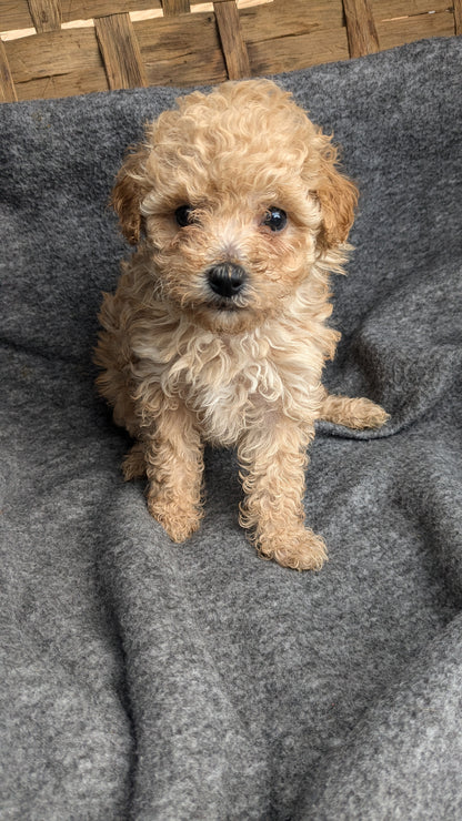 MALTIPOO (09/23) FEMALE