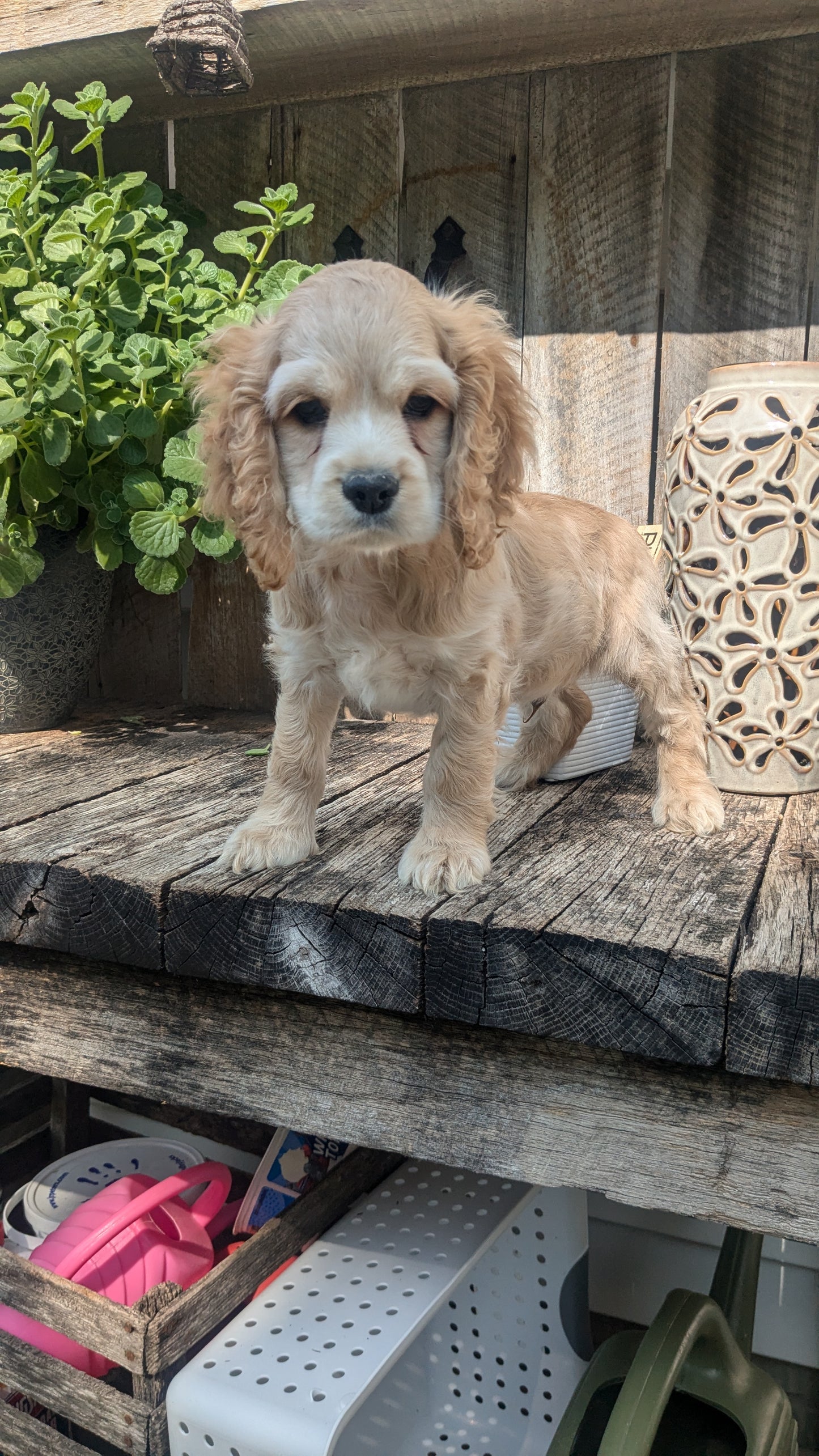 COCKER SPANIEL (06/15) MALE