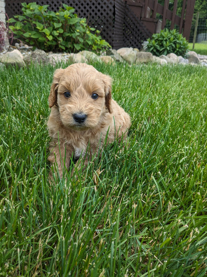 GOLDENDOODLE (05/03) MALE