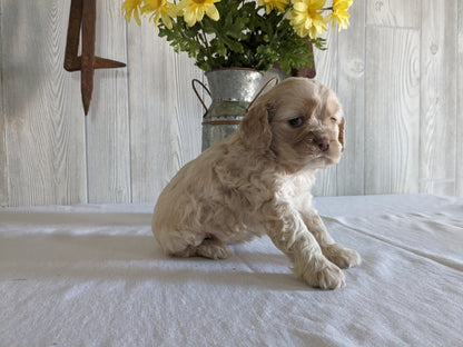 COCKER SPANIEL (12/29/23) FEMALE