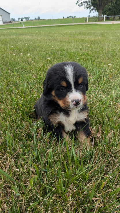 BERNESE MOUNTAIN DOG (06/03) MALE