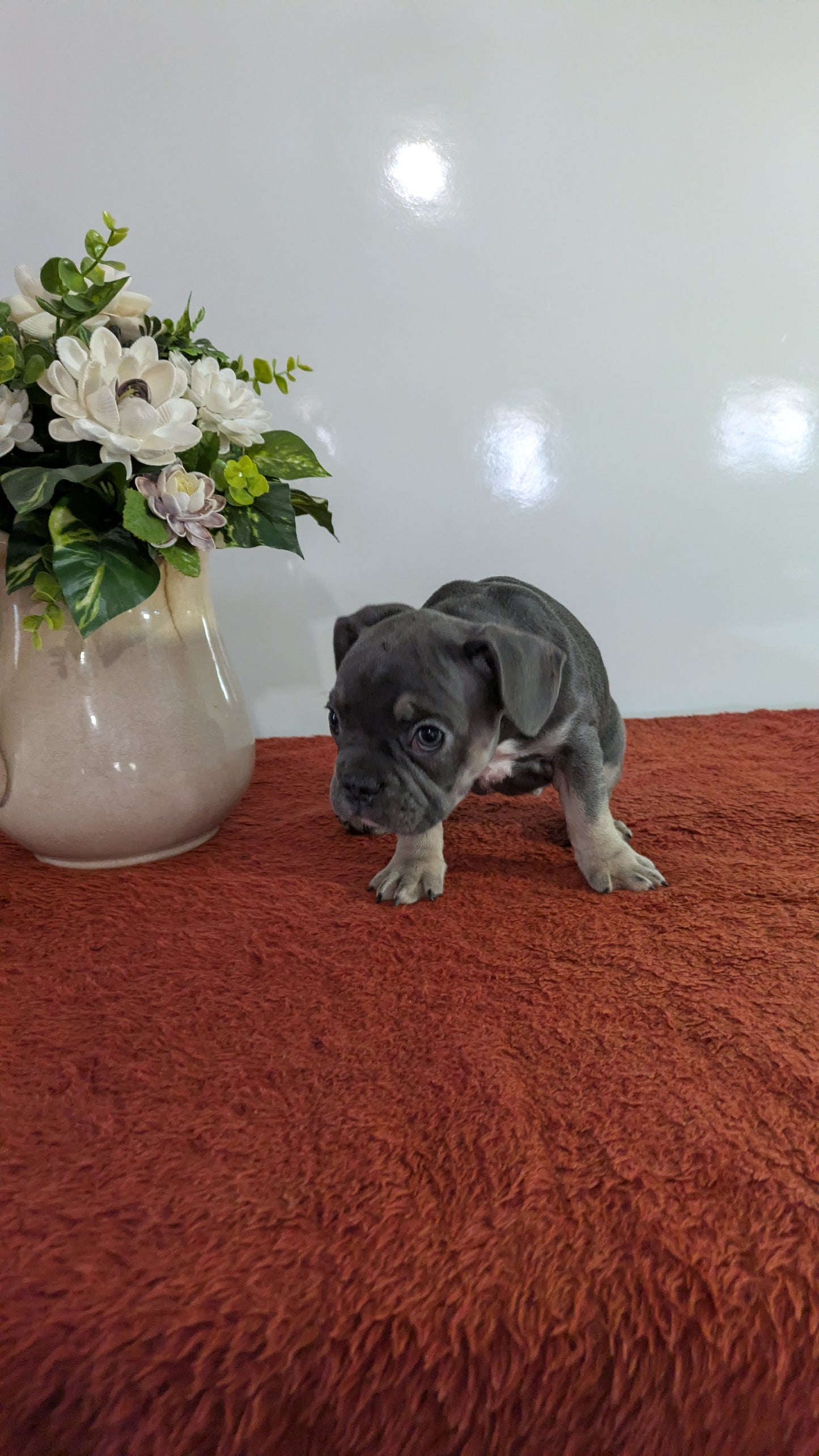 FRENCH BULLDOG (12/21) FEMALE