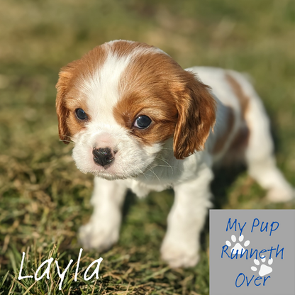 CAVALIER (1/1/24) FEMALE