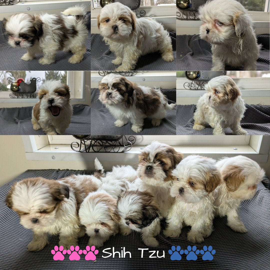 SHIH TZU (10/30) MALE