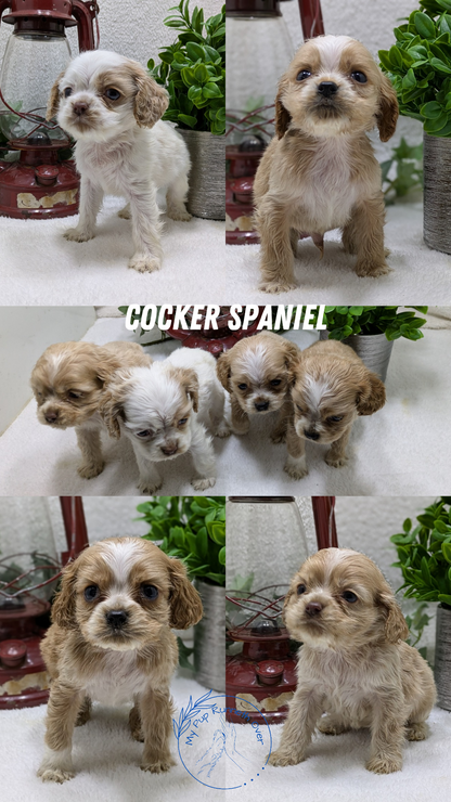 COCKER SPANIEL (12/18) FEMALE