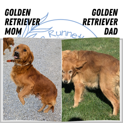 GOLDEN RETRIEVER (11/17) FEMALE