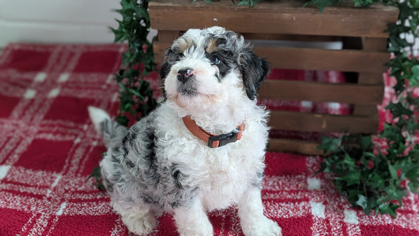 MINI BERNEDOODLE (11/07) MALE