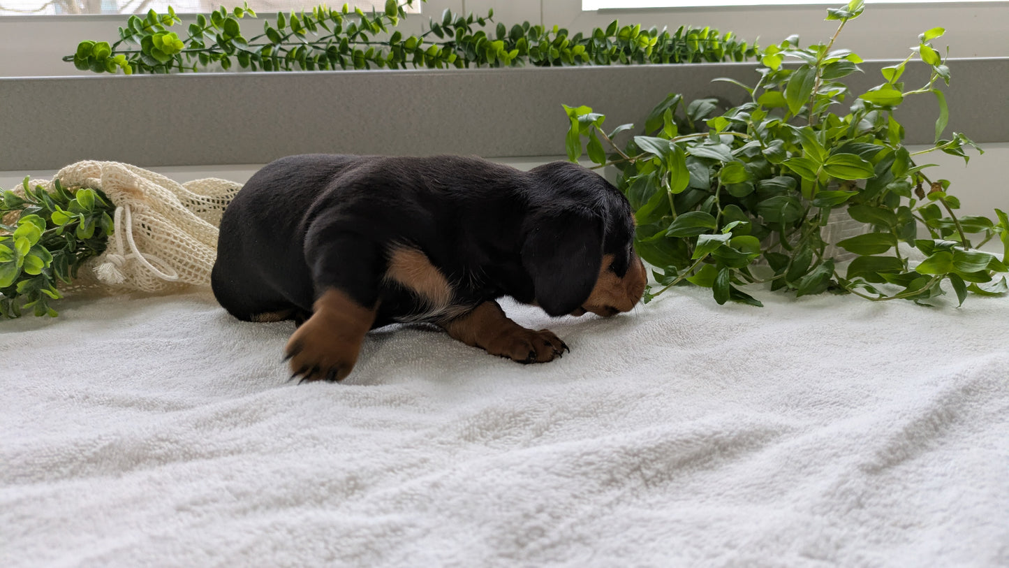 MINI DACHSHUND (01/27) MALE