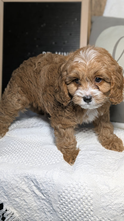 CAVAPOO (12/20) MALE