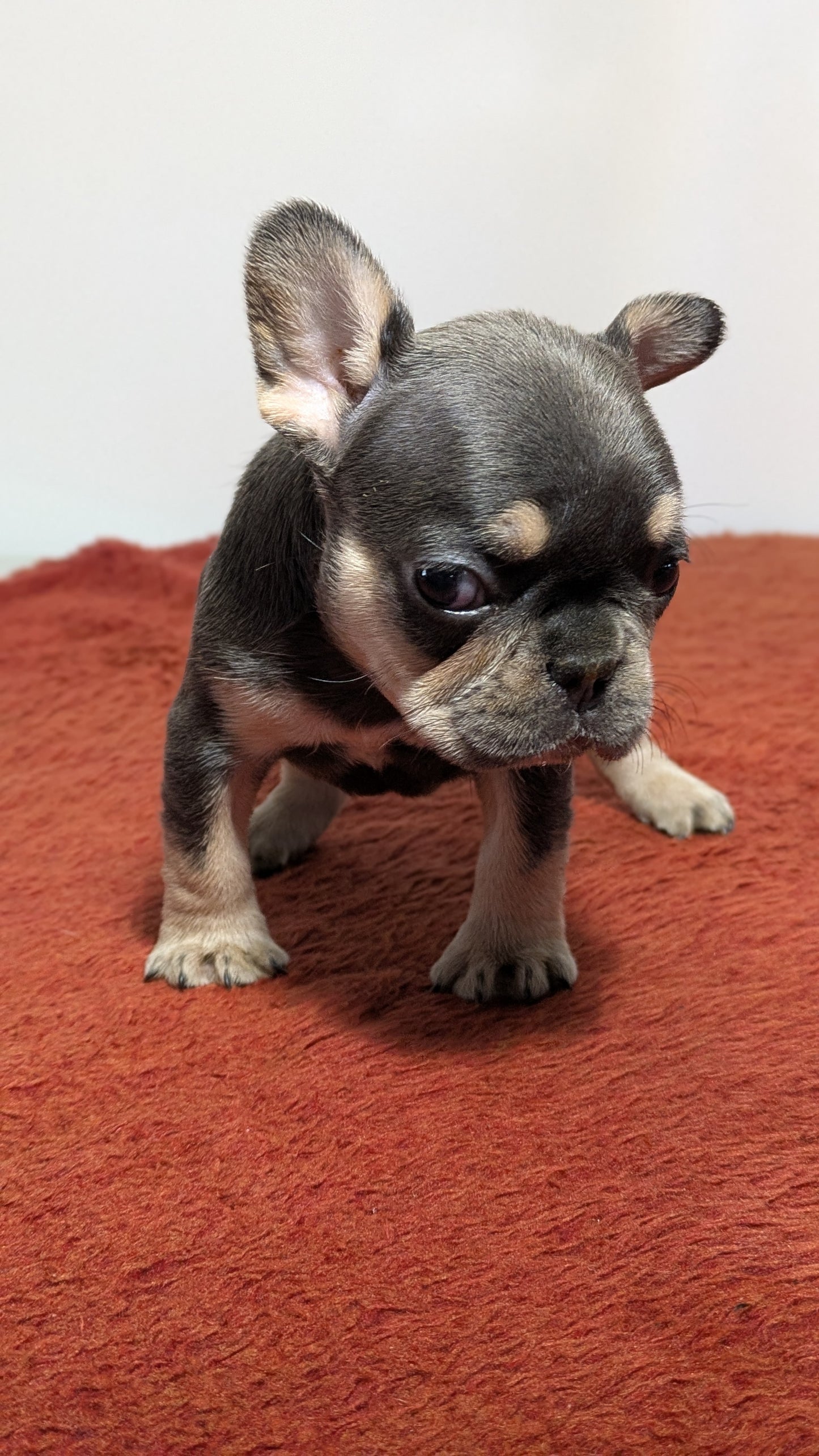 FRENCH BULLDOG (12/21) FEMALE