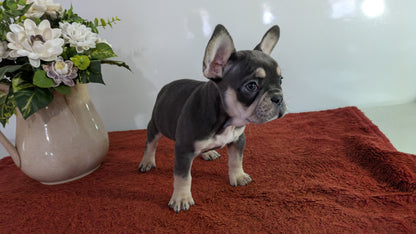 FRENCH BULLDOG (12/21) FEMALE