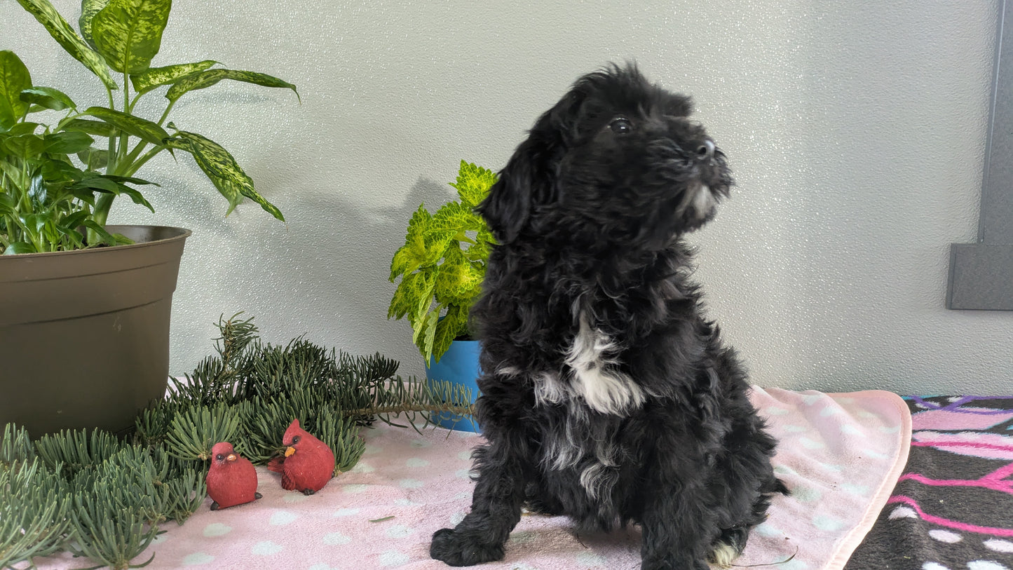 MINI LABRADOODLE (11/26) FEMALE