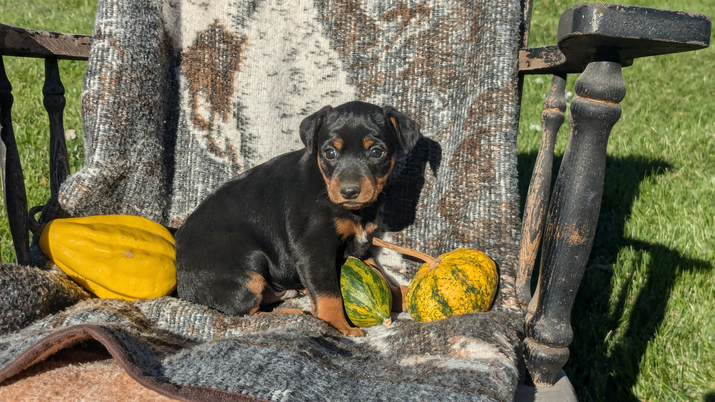 MINI PINSCHER (08/24) MALE