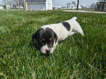 JACK RUSSELL TERRIER (03/08) MALE