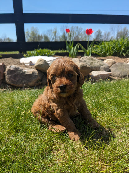 CAVAPOO (03/17) FEMALE