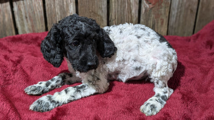 MINI POODLE (08/27) MALE