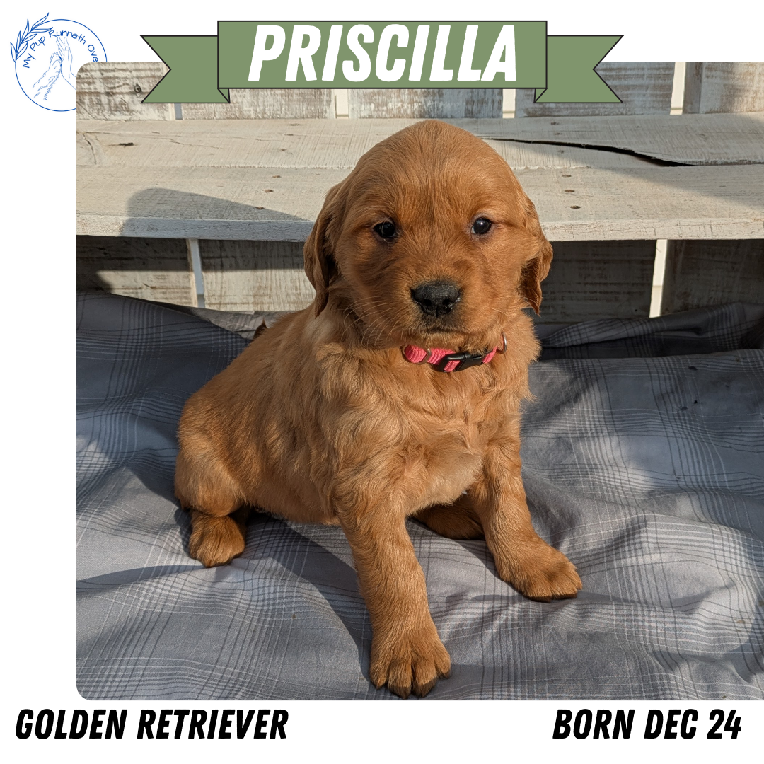 GOLDEN RETRIEVER (12/24) FEMALE