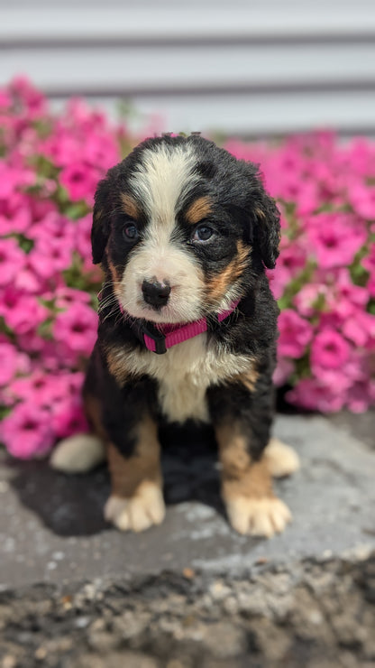 BERNESE MOUNTAIN DOG (06/03) FEMALE