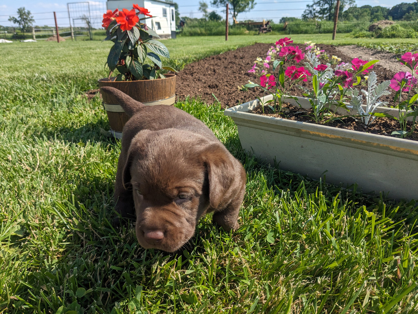 CHOCOLATE LAB (04/21) MALE