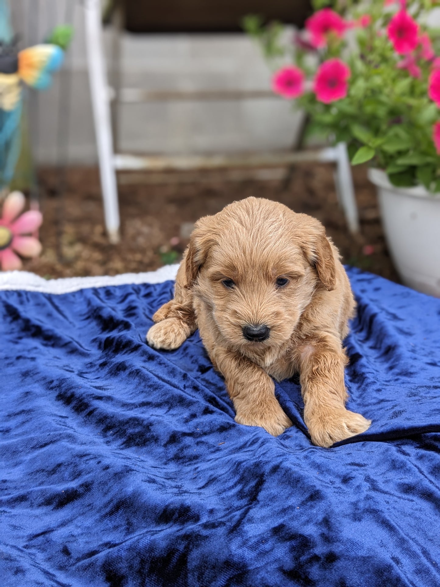 GOLDENDOODLE (05/03) MALE