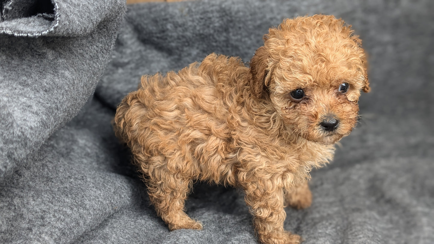 MALTIPOO (09/23) FEMALE