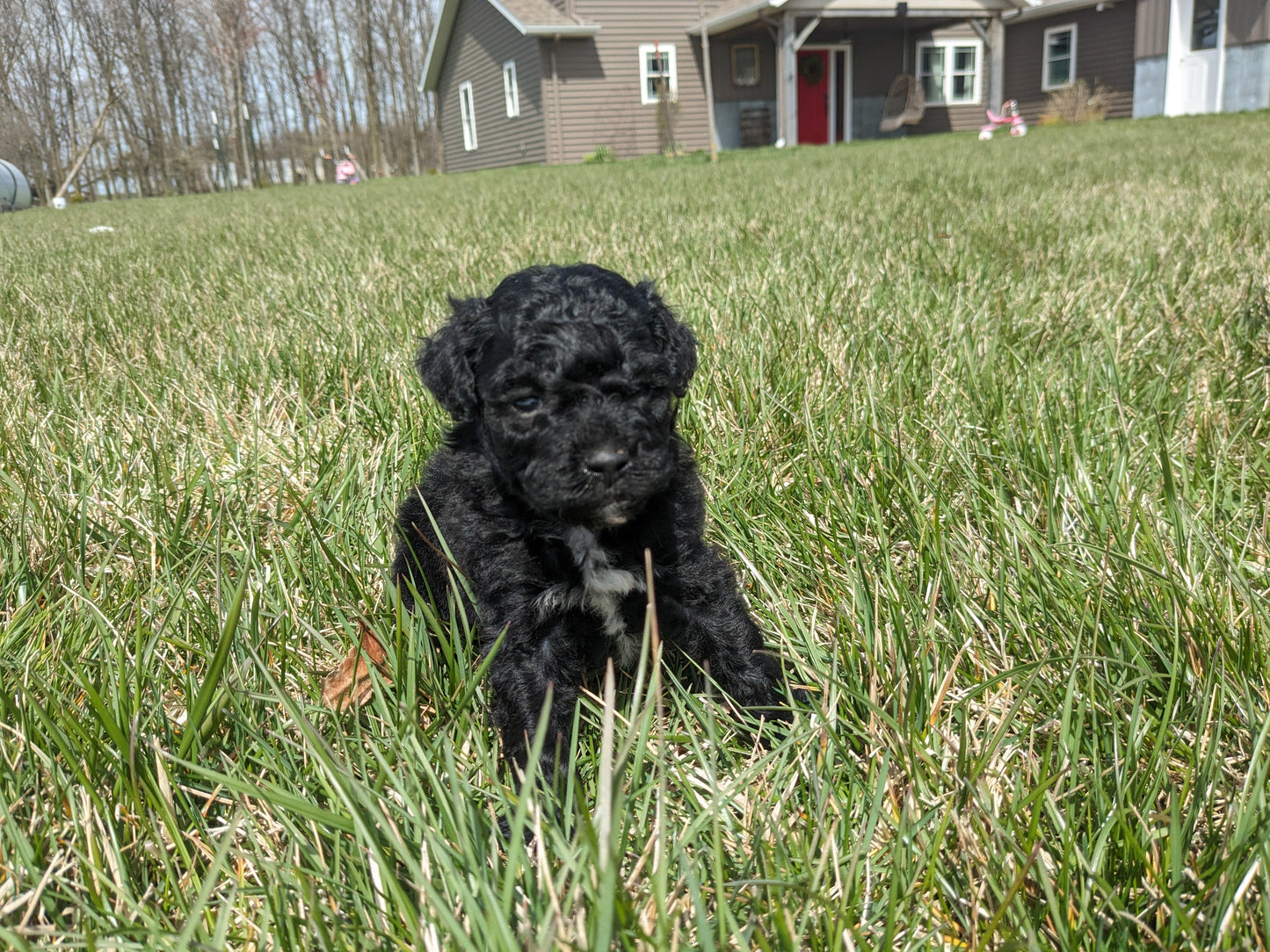 COCKAPOO (03/09) MALE