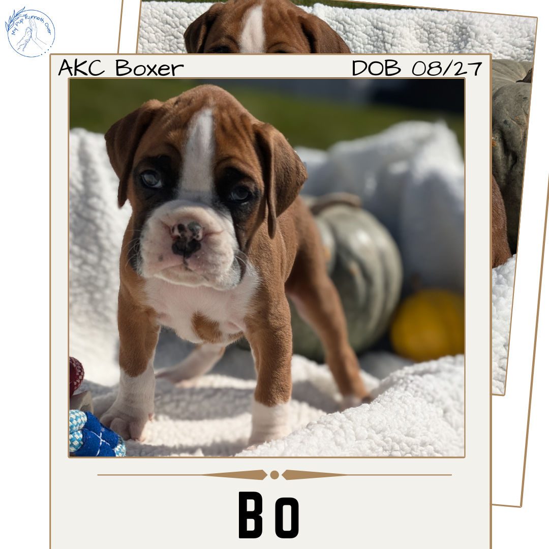 BOXER (08/27) MALE