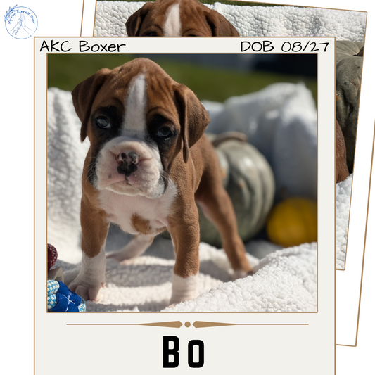 BOXER (08/27) MALE