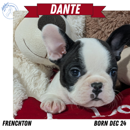 FRENCHTON (12/24) MALE