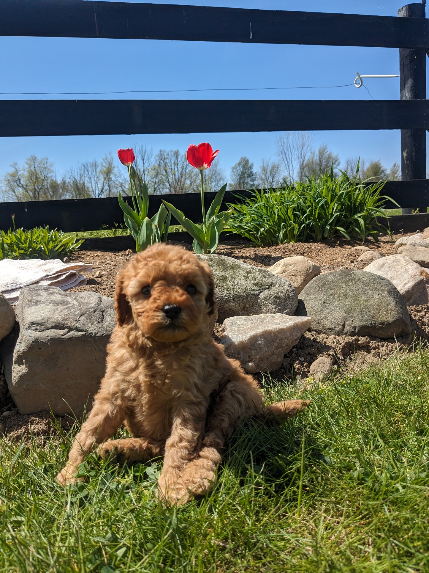 CAVAPOO (03/17) FEMALE