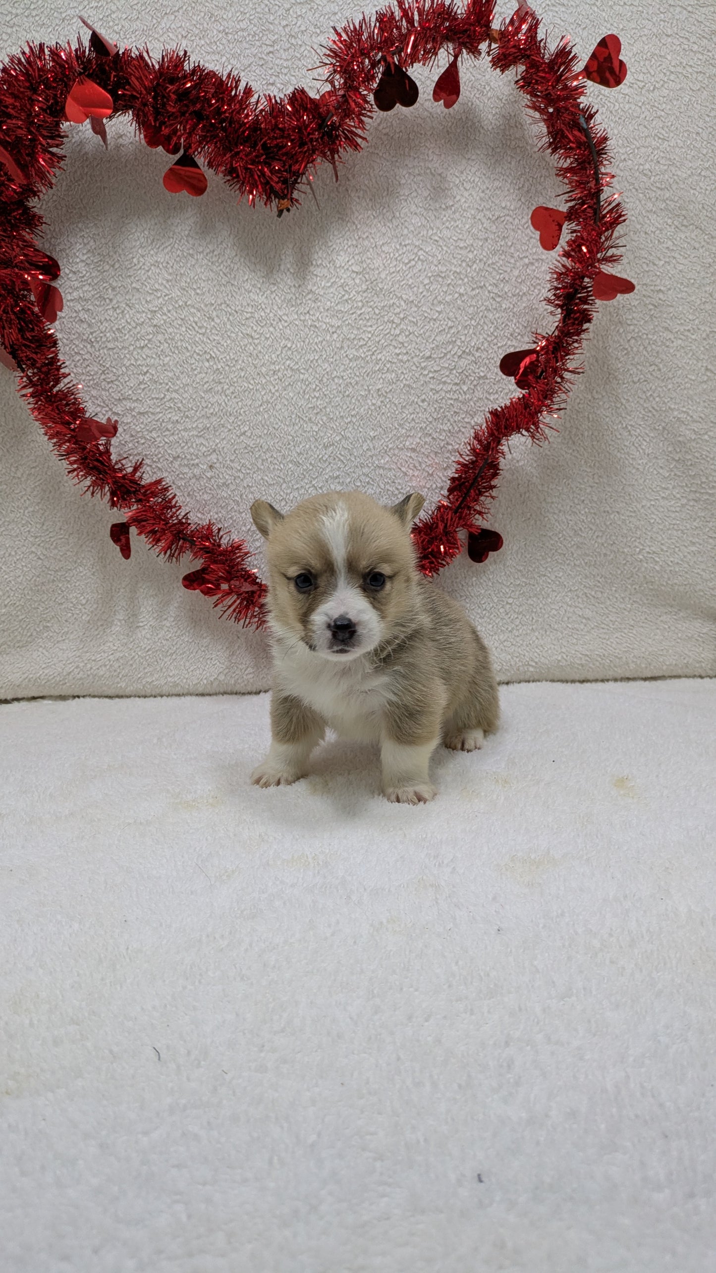 CORGI (12/19) MALE