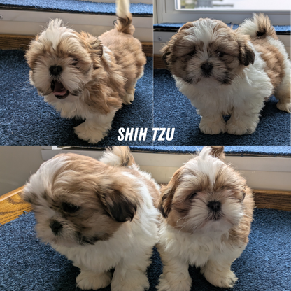 SHIH TZU (12/23) MALE