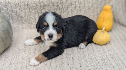 BERNESE MOUNTAIN DOG (08/18) MALE