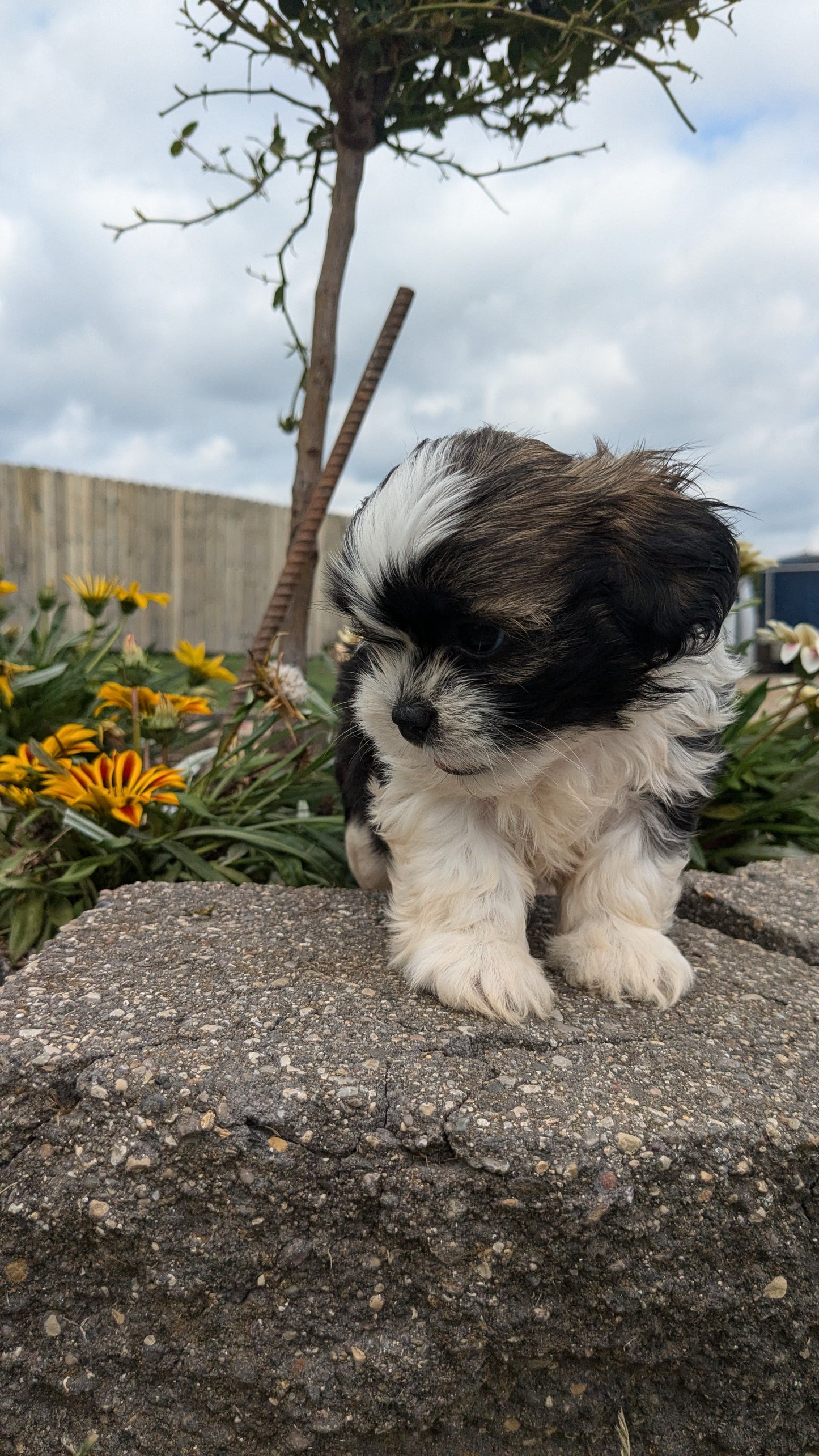 SHIH TZU (06/23) MALE