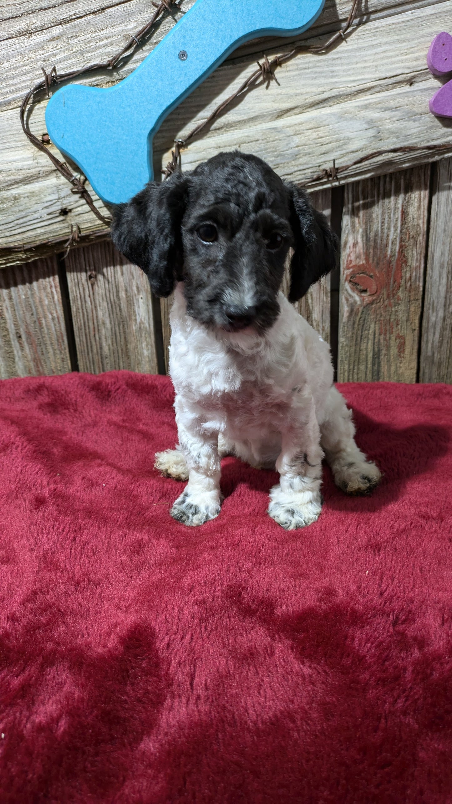 MINI POODLE (08/27) MALE