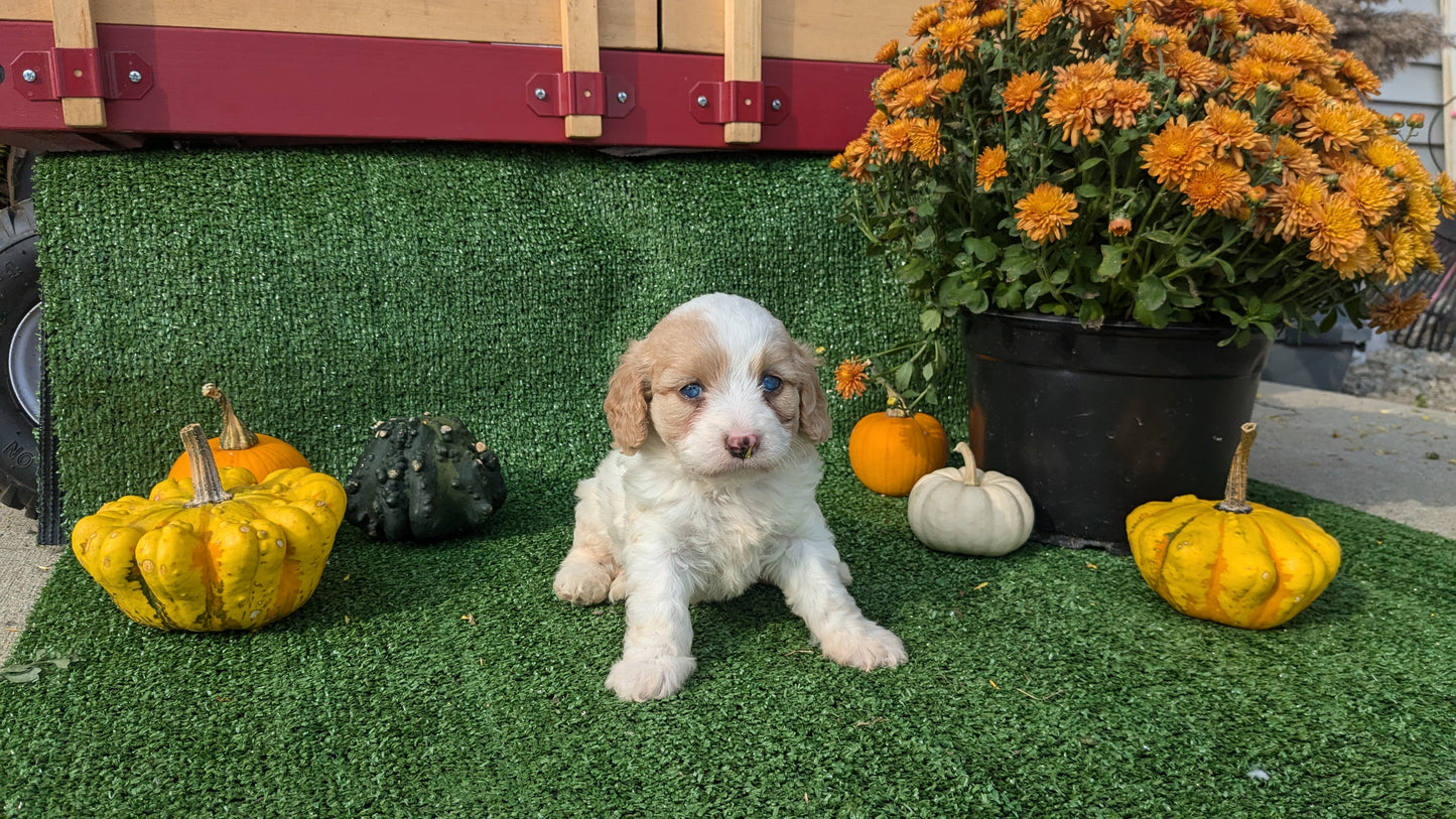 CAVAPOO (08/13) FEMALE