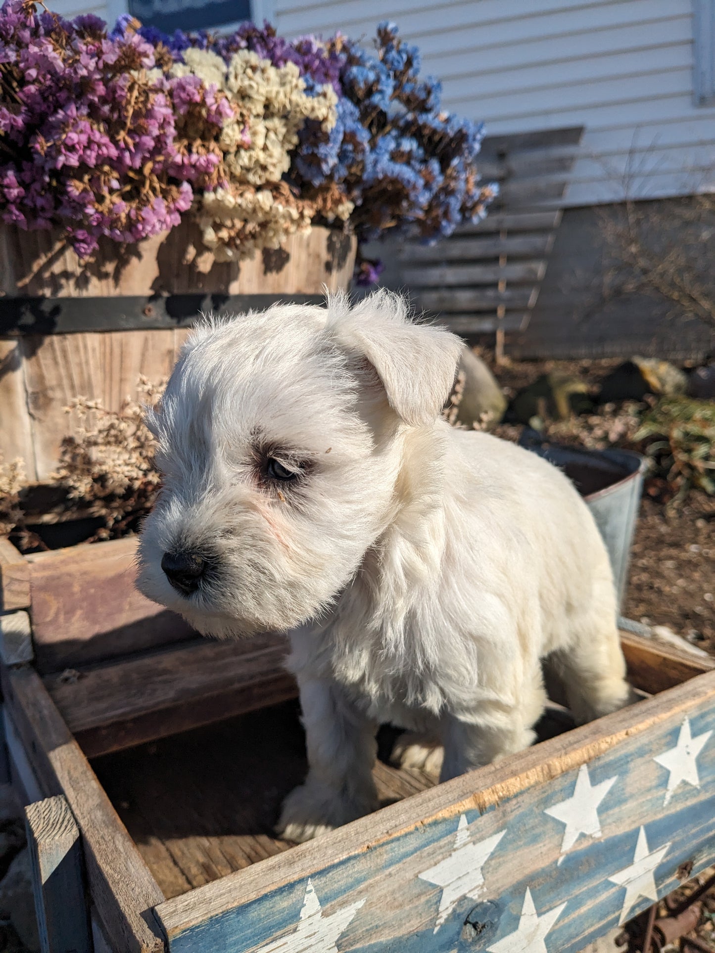 MINI SCHNAUZER (12/27/23) FEMALE